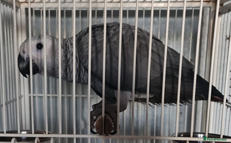 Parrots birds - Advert 2