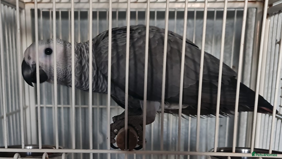 Parrots birds for sale: Silly tame Baby grey 4 months old - Image 1