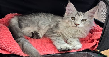 Maine Coon cats - Advert 1