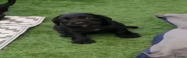 Cocker Spaniel 1