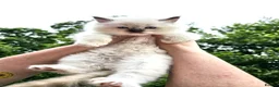 Ragdoll cats for sale: TICA registered Ragdoll Kittens - seal/blue point - Advert 11