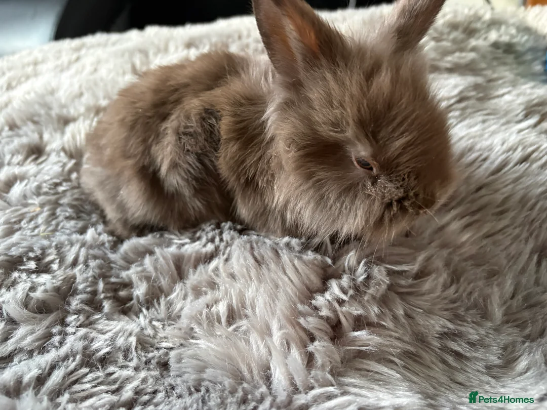 Lionhead rabbits for sale: 6 baby bunnies for sale - Advert 5