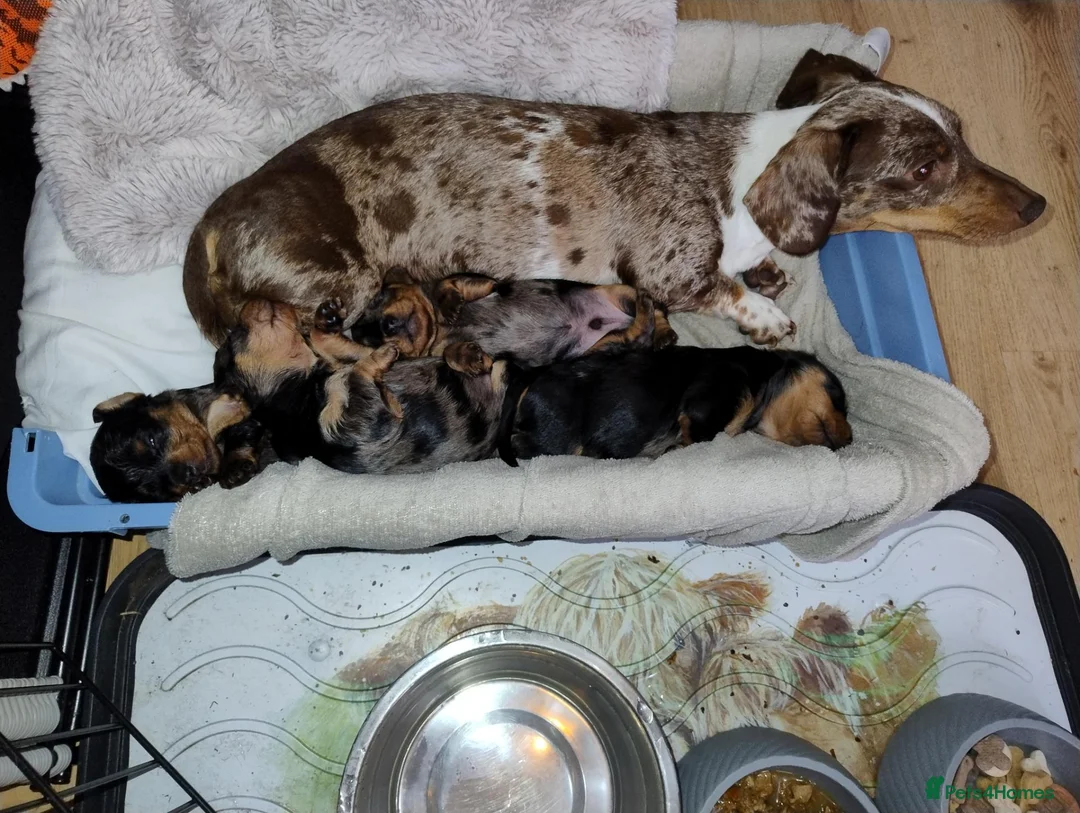 Mixed Breed dogs for sale: Dorkies in Harlow - Advert 1