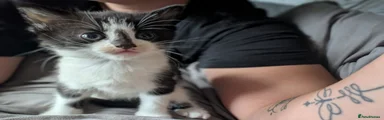Mixed Breed Kitten 4 (Girl)