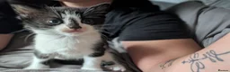 Mixed Breed cats for sale: Mix breed kittens needing new home soon - Advert 2