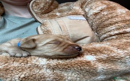 Labrador Retriever dogs for sale: KC Registered Fox red Labradors - Image 3