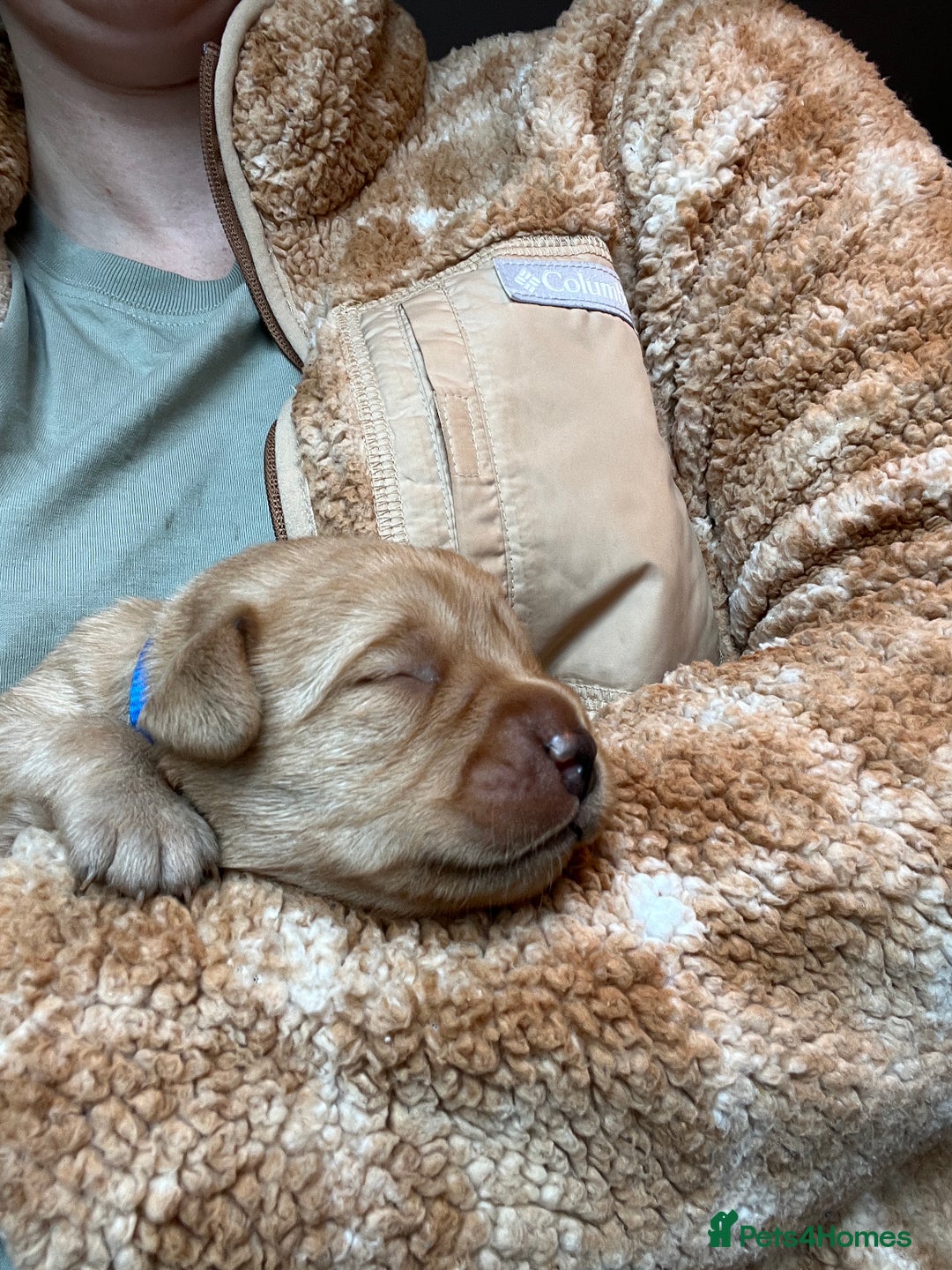 Labrador Retriever dogs for sale: KC Registered Fox red Labradors - Image 3