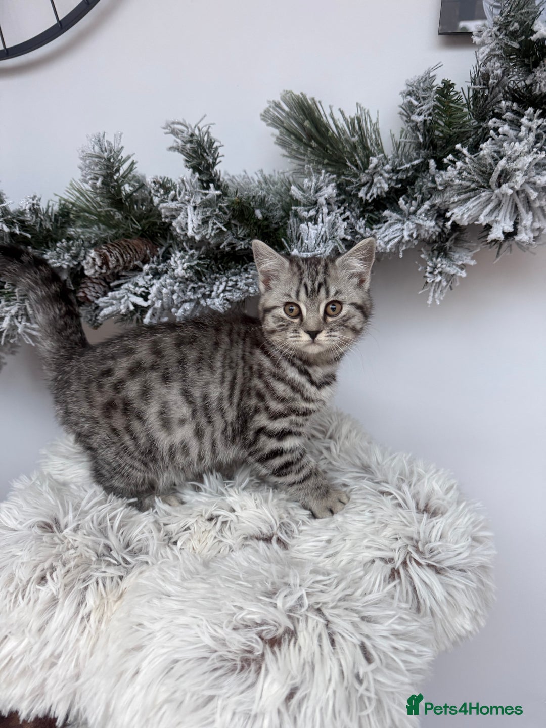 Brazilian Shorthair cats for sale: British shorthair  - Advert 5