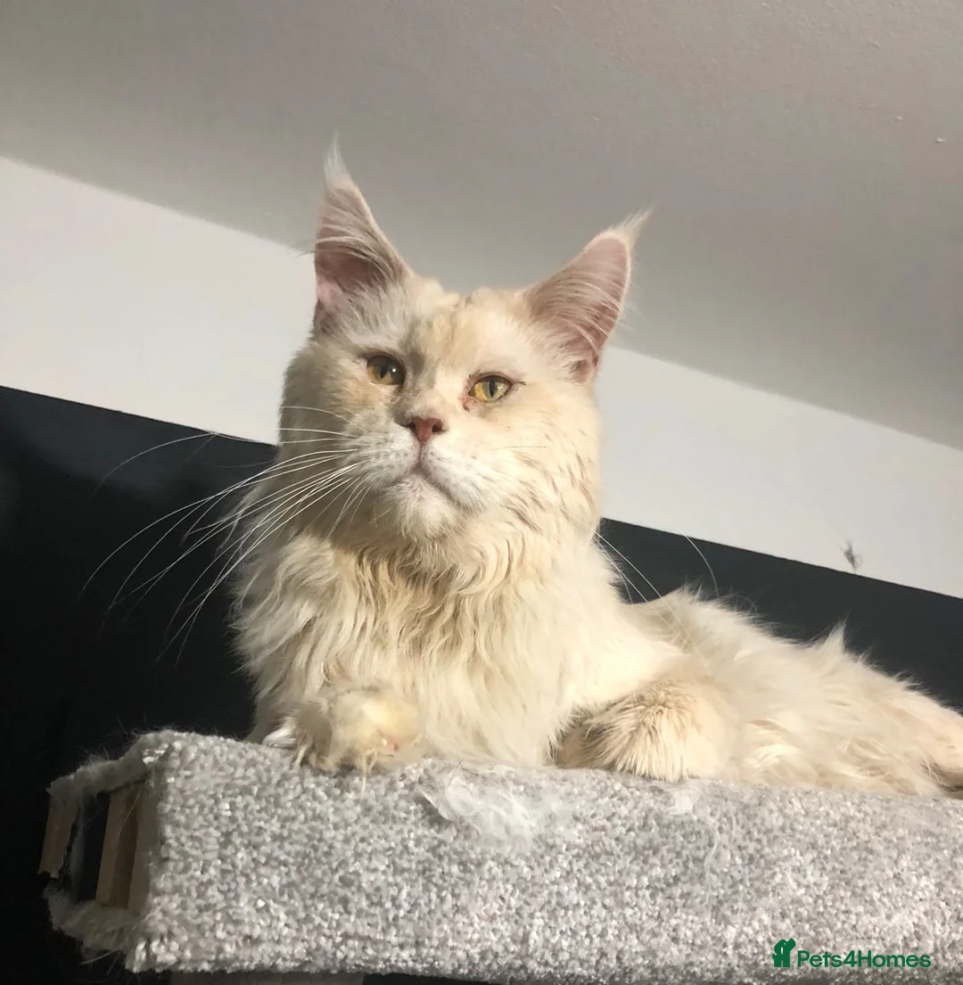 Maine Coon cats for sale: TICA ACTIVE XXL male Maine coon! - Advert 2