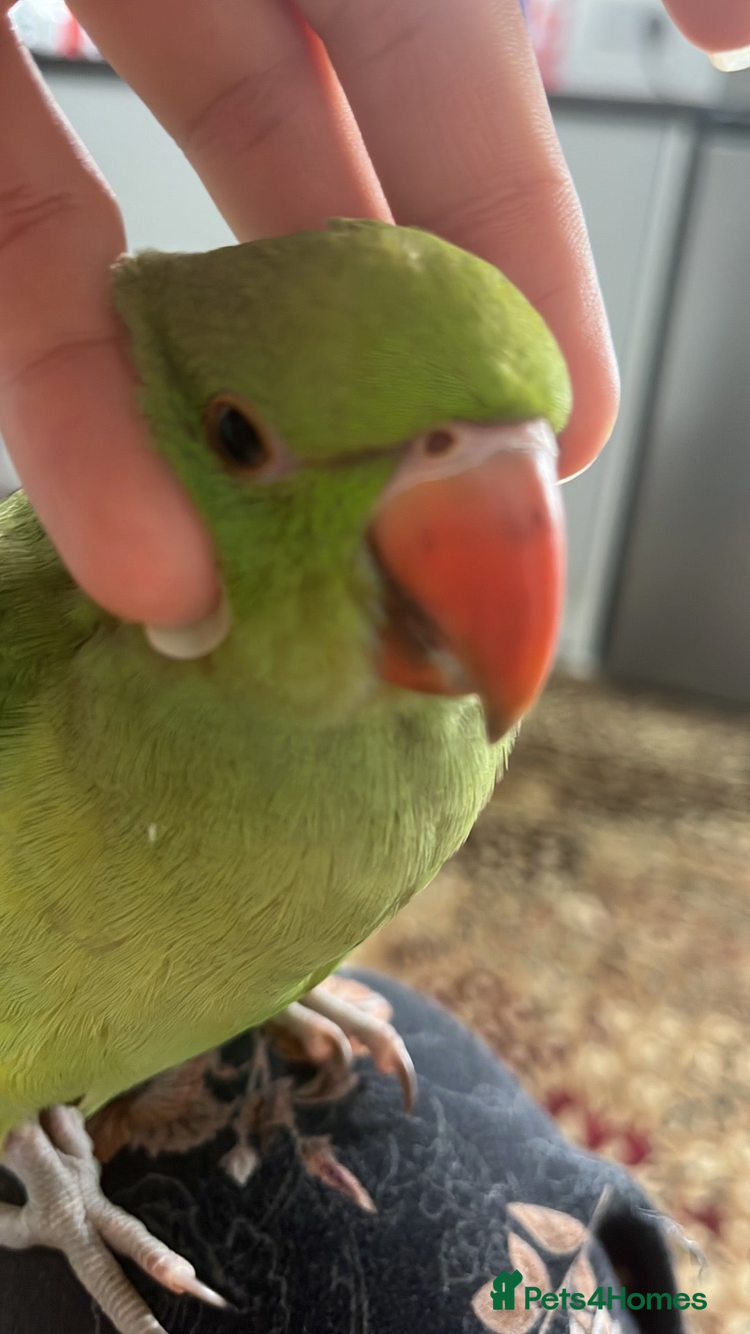Ringnecks birds Miss  - Advert 1