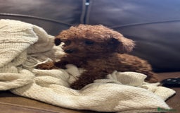Toy Poodle dogs for sale: True Toy poodle puppies ready to leave  - Image 3