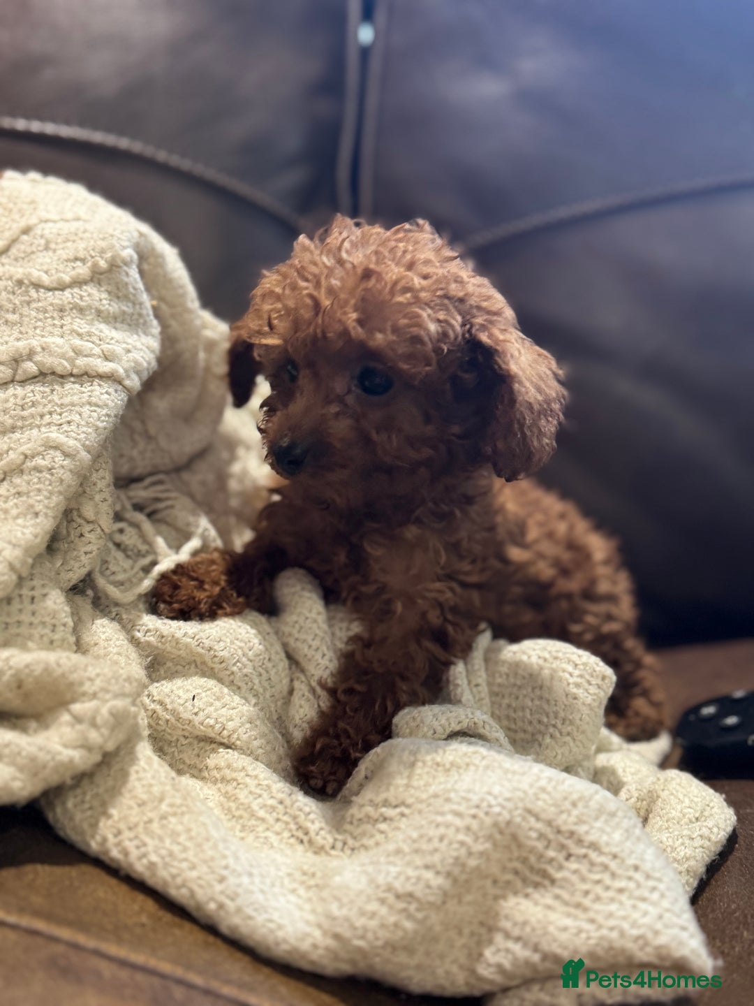Toy Poodle dogs for sale: True Toy poodle puppies ready to leave  - Image 3