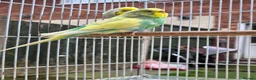 Budgerigars birds for sale: Beautiful budgies for sale  - Advert 4