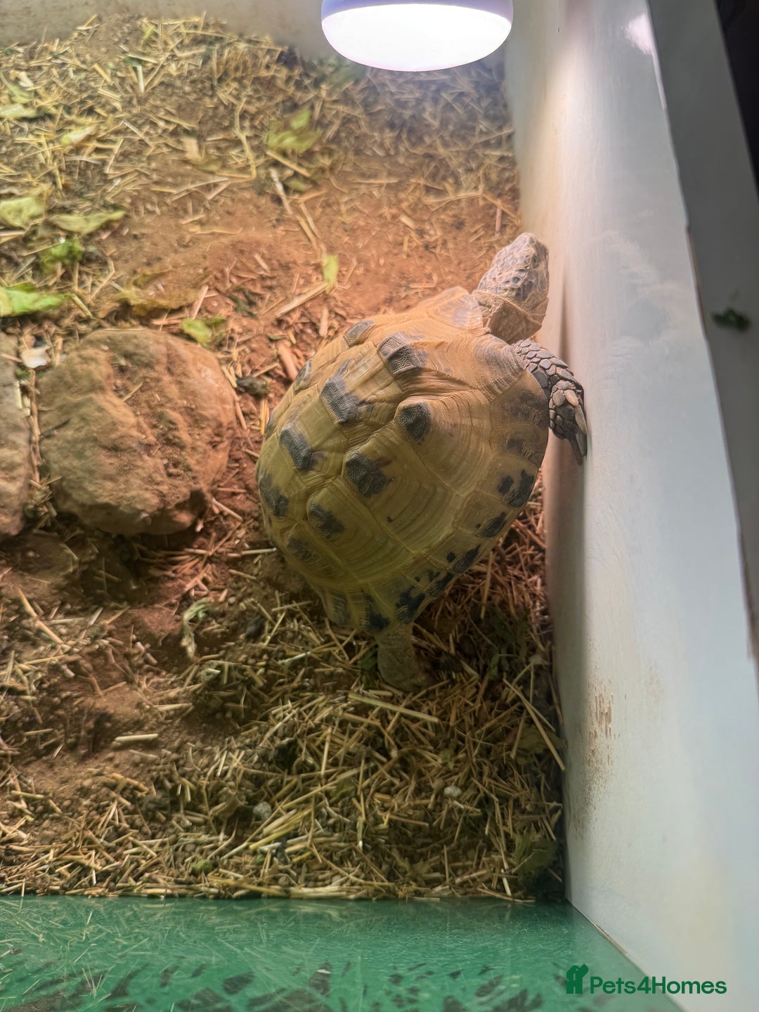 Tortoise reptiles for sale: 7 years old Horsefield tortoise +  table & stand  - Advert 3