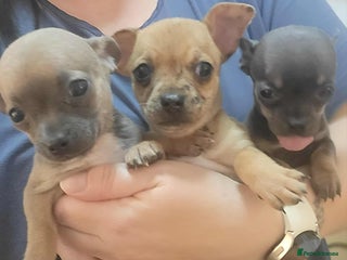 Chihuahua dogs - Advert 19