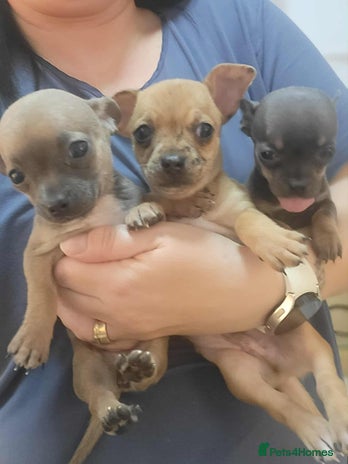 Chihuahua dogs - Advert 2