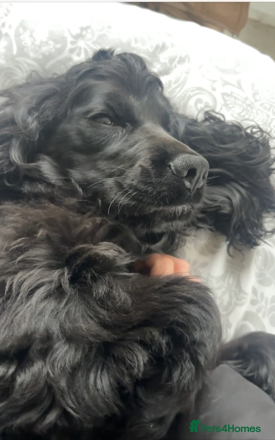 Cocker Spaniel dogs for sale: Black show cocker - Advert 1