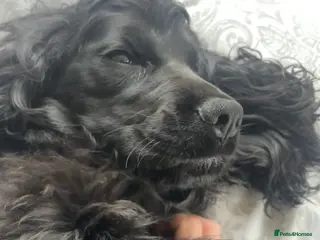 Cocker Spaniel dogs Black show cocker - Advert 2