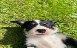 Border Collie dogs for sale: Gorgeous Border Collie Puppies  - Image 34