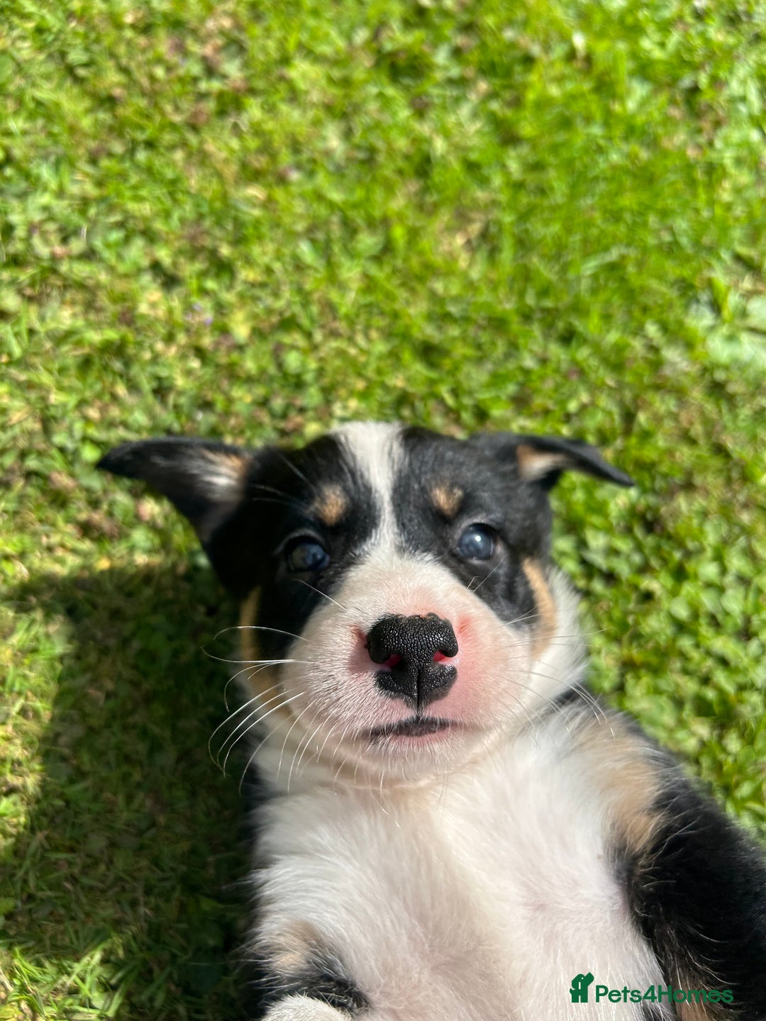 Border Collie dogs for sale: Gorgeous Border Collie Puppies  - Image 34