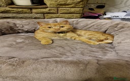 British Shorthair cats for sale: British Shorthair x **REDUCED, ONE LEFT*** in Birmingham - Image 15