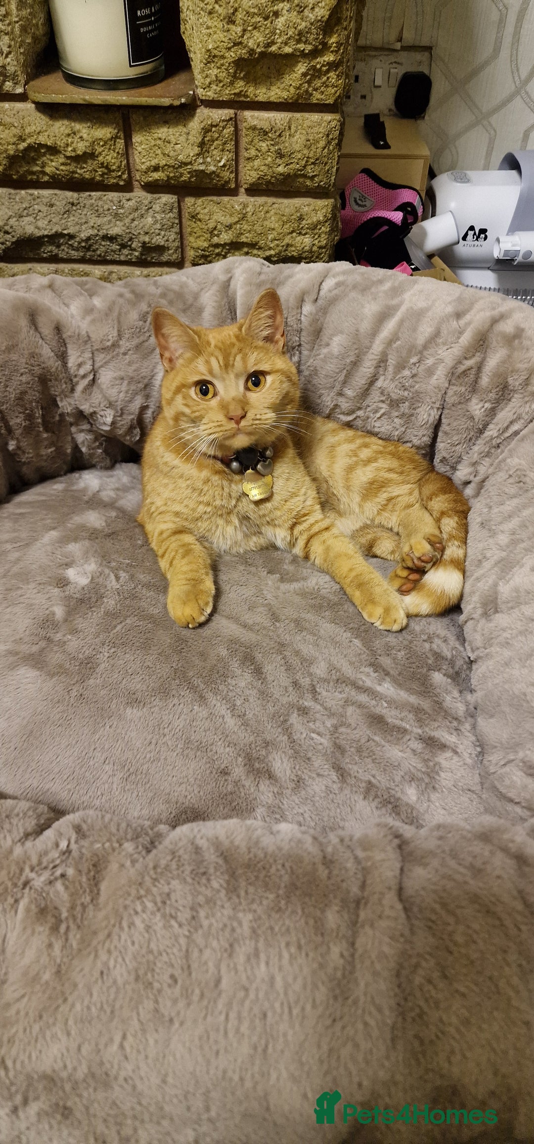 British Shorthair cats for sale: British Shorthair x **REDUCED, ONE LEFT*** in Birmingham - Image 15