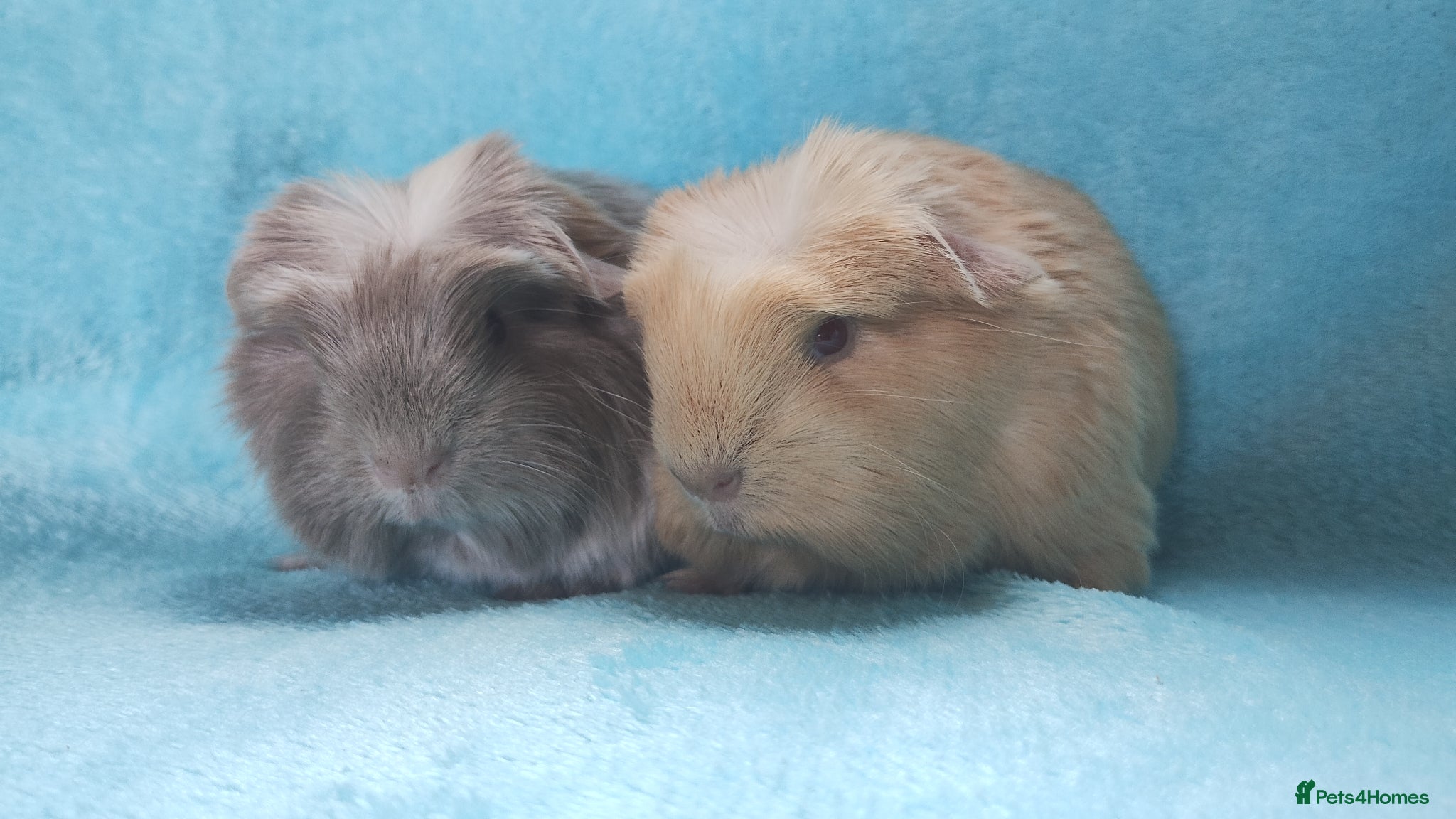 Guinea Pig rodents Beautiful cornet boys ready 2nd may - Advert 8
