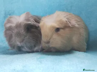 Guinea Pig rodents Beautiful cornet boys ready 2nd may - Advert 8