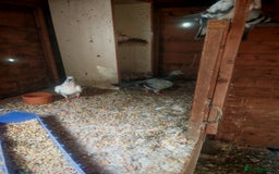 Pigeons birds for sale: Indian tippler  I sale my all pigeon 15 birds  - Image 4