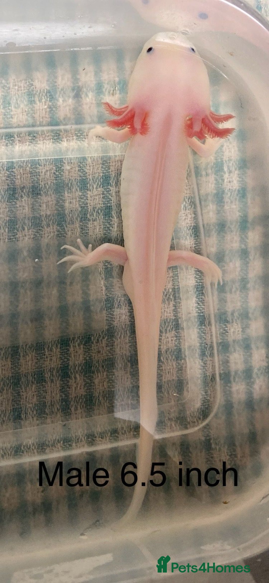 Axolotl reptiles for sale: Stunning Axolotls  - Advert 4