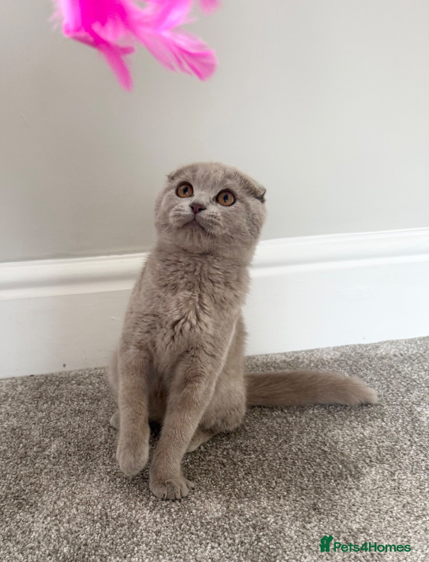 Scottish Fold cats Female Scottish Fold - Advert 1