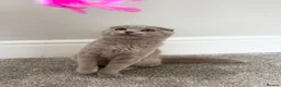 Scottish Fold cats for sale: Female Scottish Fold - Advert 1