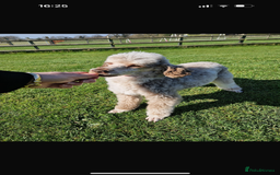 Shihpoo dogs for sale: Shipoos  - Image 12