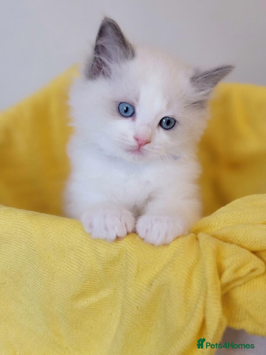 Ragdoll cats for sale: 😸Fully GCCF Certified Pedigree Ragdoll kittens💕 - Advert 1