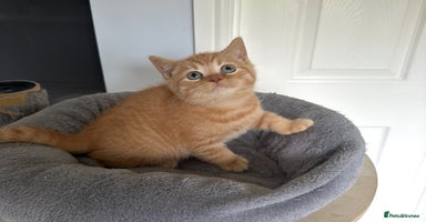 British Shorthair cats - Advert 1