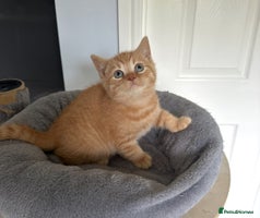 British Shorthair cats - Advert 1