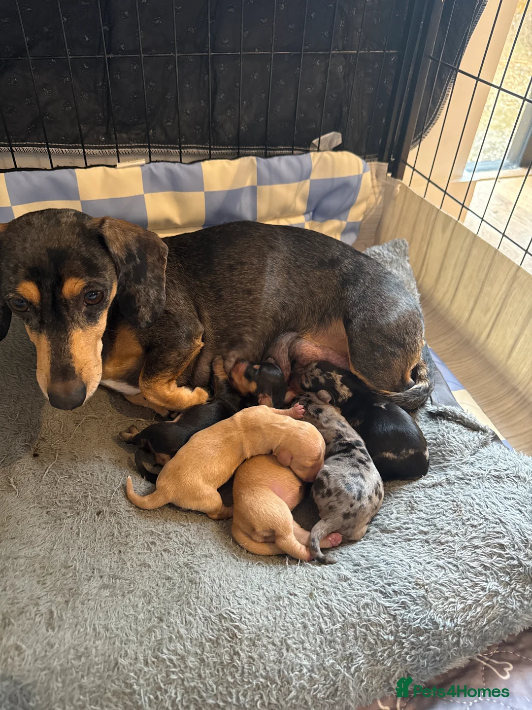 Miniature Dachshund dogs for sale: 🐾KC Reg Miniature Dachshund Puppies 2Boys 3Girls  - Advert 3