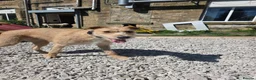 Mixed Breed dogs for sale: Fern 2 years old lurcher  in Dukinfield - Advert 5