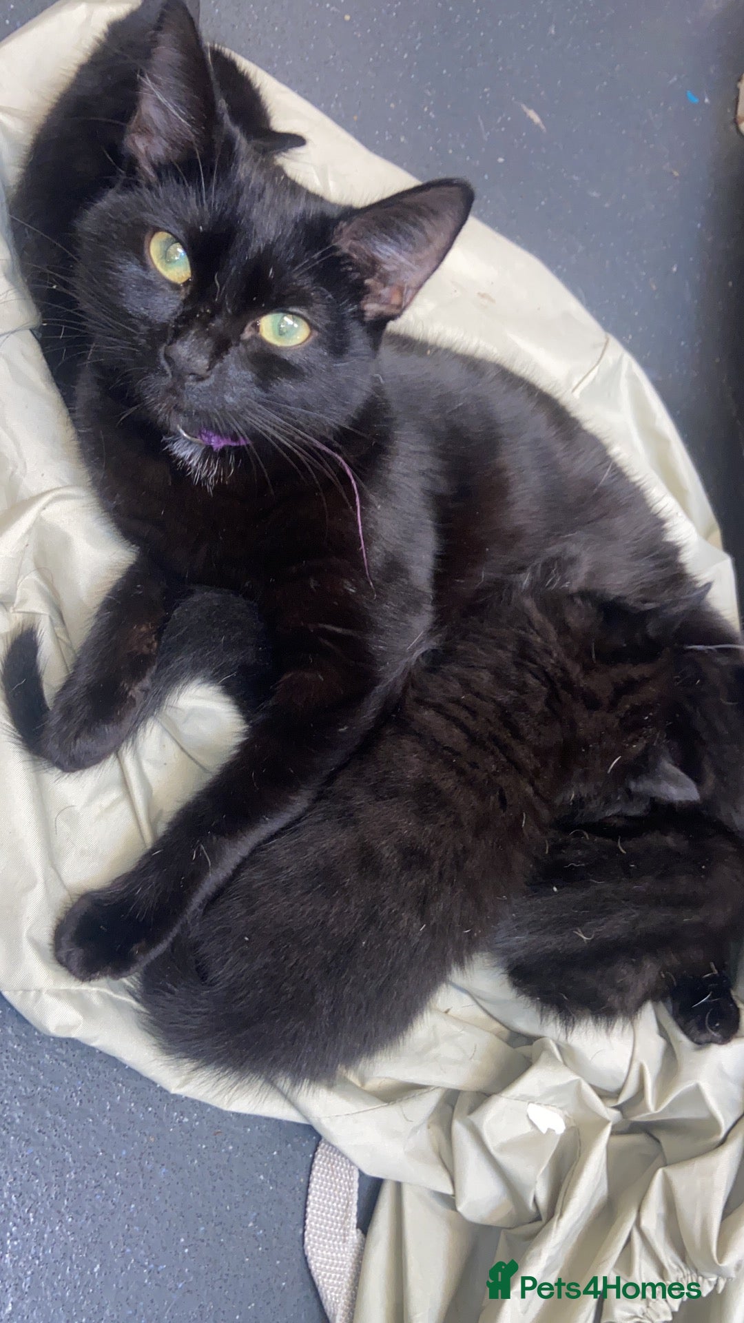 Mixed Breed cats Beautiful boy kittens  - Advert 7