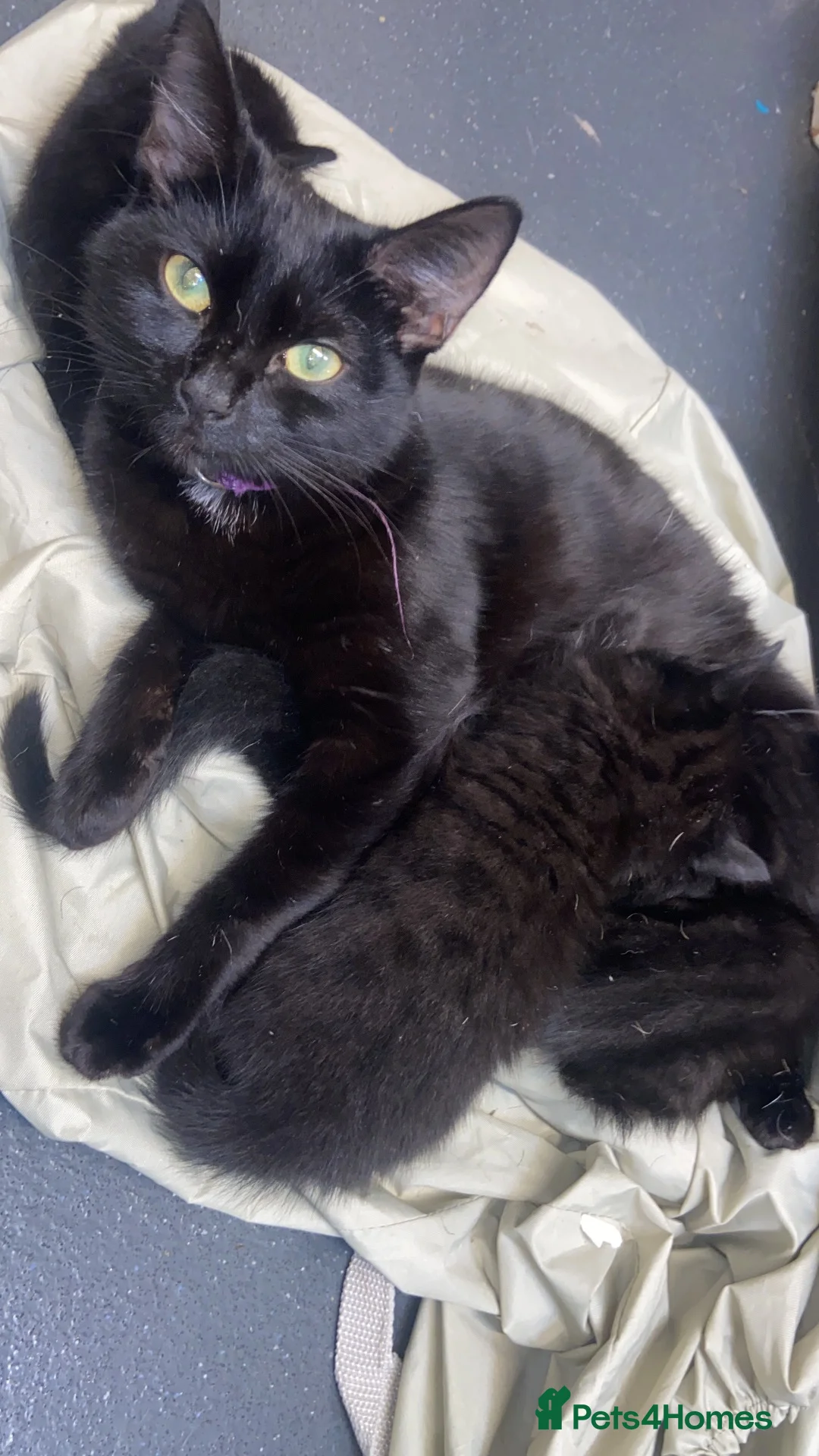 Mixed Breed cats for sale: Beautiful boy kittens  in Liverpool - Advert 1
