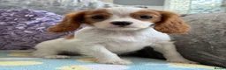 Cavalier King Charles Spaniel dogs for sale: Exquisite Cavalier Pups DNA Clear - Advert 8