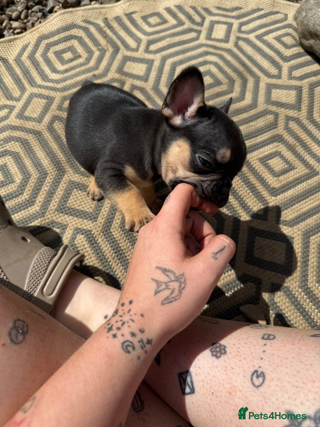 French Bulldog dogs for sale: Beautiful frenchie pups in Leeds - Image 30