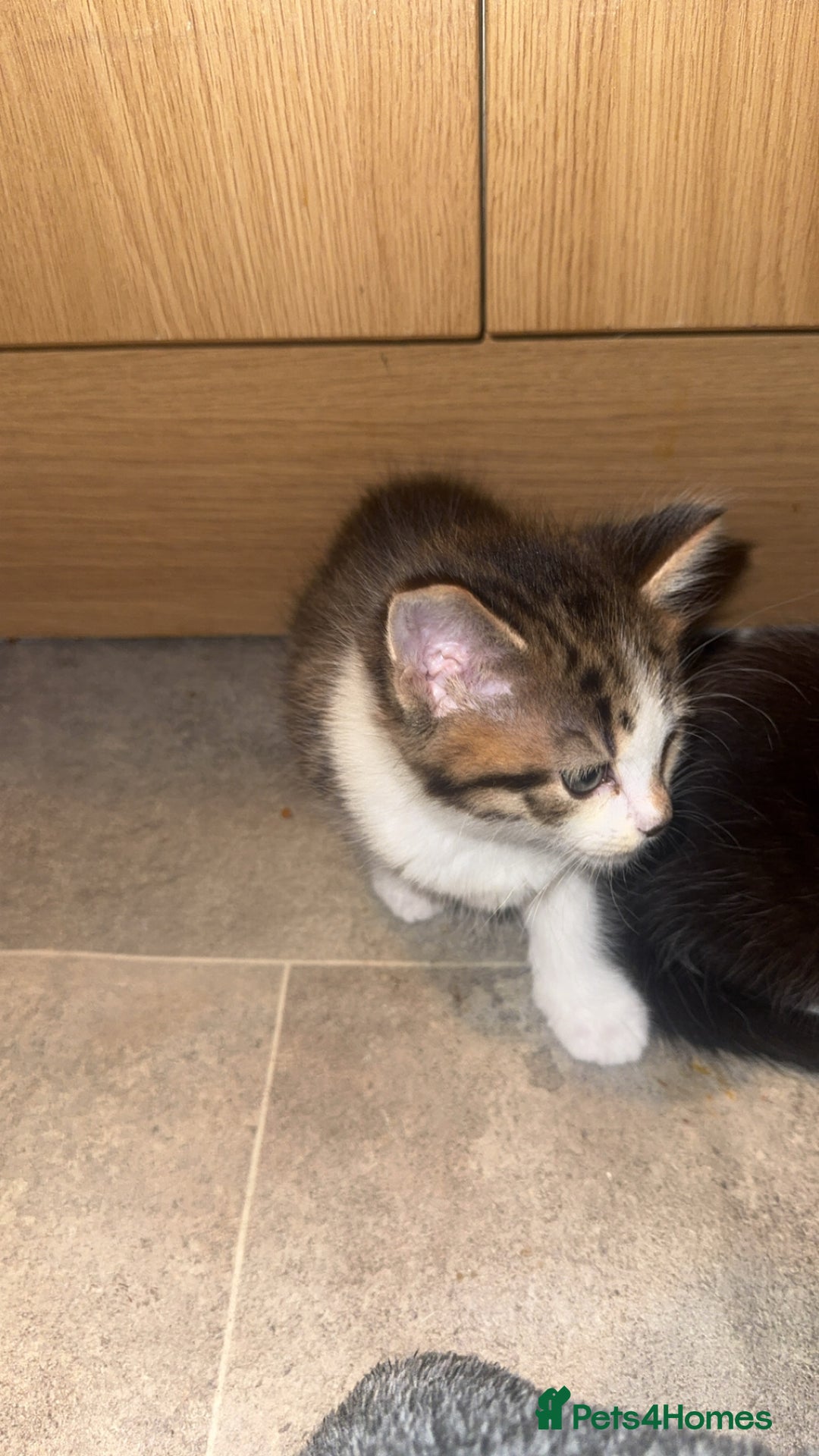Domestic Shorthair cats for sale: 2 male kittens for sale  - Advert 7
