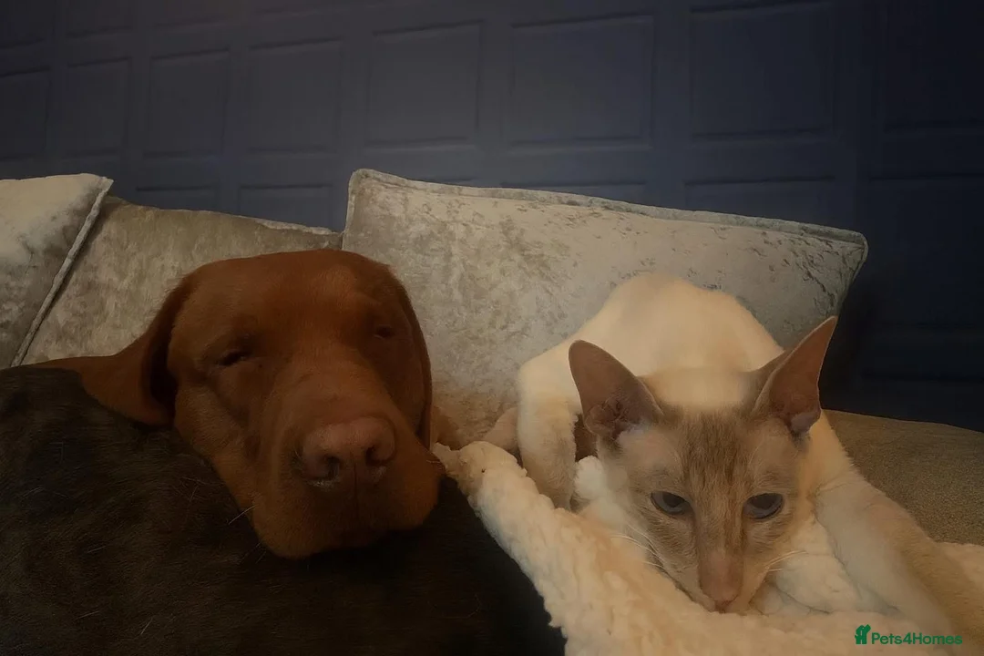 Labrador Retriever dogs for stud: Beautiful Red Fox Labrador for Stud KC Registered in Preston - Advert 7