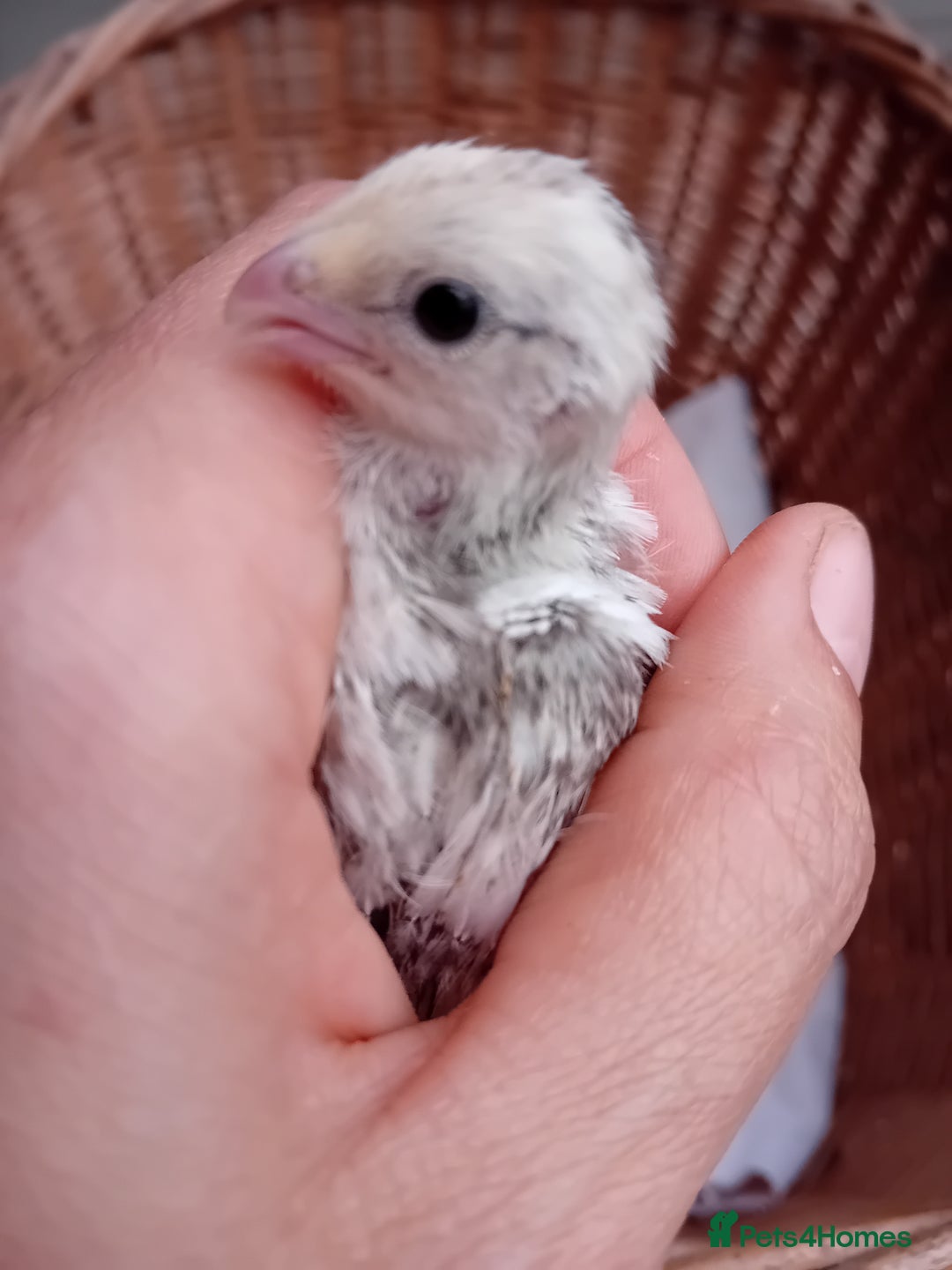 Quail poultry for sale: Snowflake Bobwhite Quail Chicks ~ Various Ages - Image 7