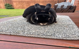 Rex rabbits for sale: Stunning Purebred Black Otter mini rex doe/buck - Image 5