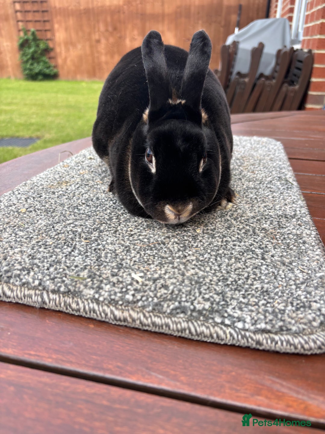 Rex rabbits for sale: Stunning Purebred Black Otter mini rex doe/buck - Image 5