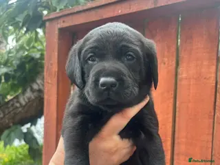 Labrador Retriever dogs KC Labrador pups for sale - Advert 1