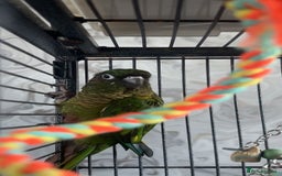 Conures birds for sale: Green cheek conure  - Advert 2