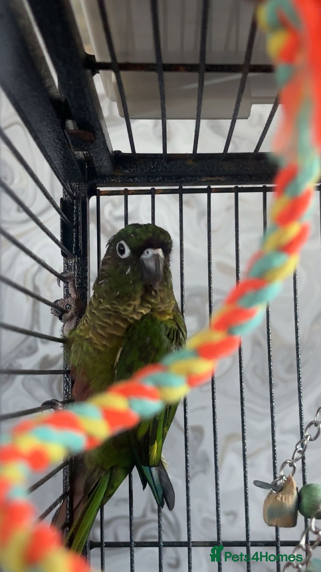 Conures birds for sale: Green cheek conure  - Advert 2